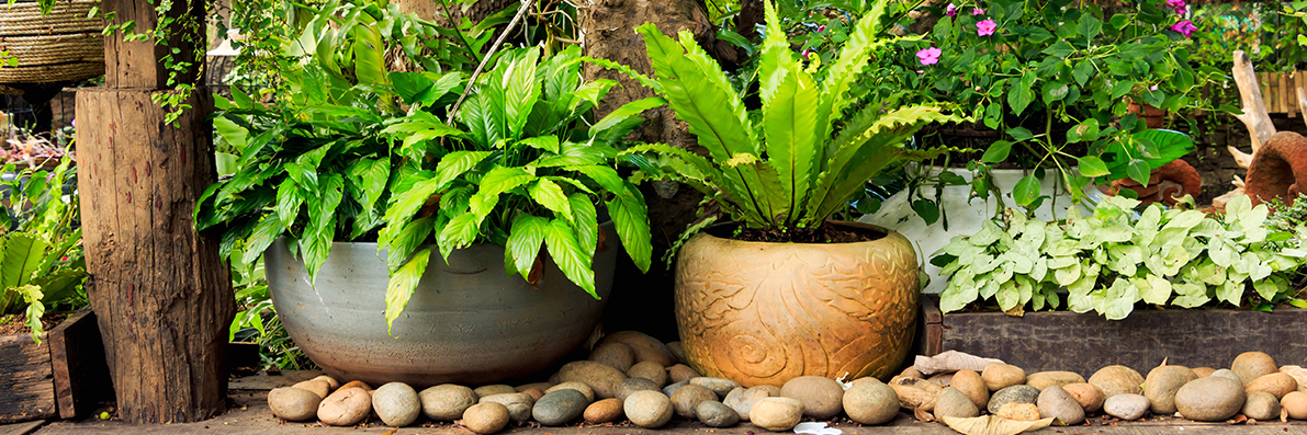 Green Plants