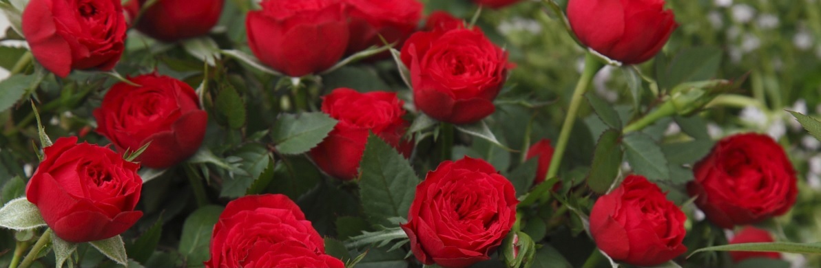 Roses
